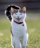 white Cat.jpg