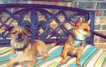 images/my_dogs.jpg