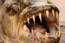 river-monsters.jpg