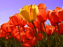 photoshoptulips.png