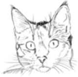 gato1.png