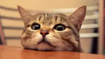 Funny-Cat-Pictures.jpg