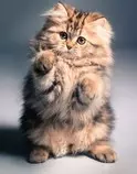 Kitty01.jpg