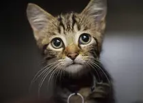 kitty02.jpg