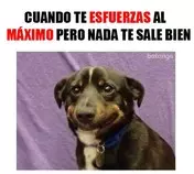 imagenes/meme9.jpg