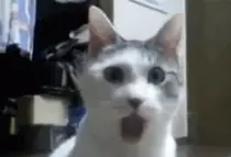 img/200.gif