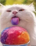 summer cat.jpg