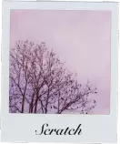 homepage photos/beautiful-nature-polaroid-sky-trees-Favim.com-97744.png