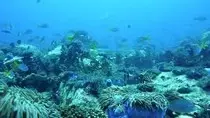 laut.jpg