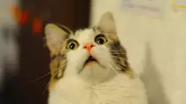images/cat_1-jpg.jpg