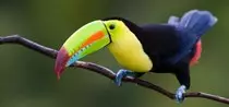 hermoso-tucan-en-las-selvas-de-colombia-aves-toucan-colors-g.jpeg