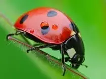 insecto.jpg