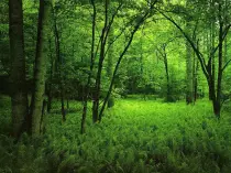 Practica1/img/bosque.jpg