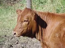 images/red-heifer.jpg