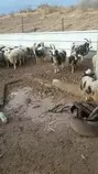 images/sheep-3.jpg