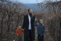images/vineyard.jpeg