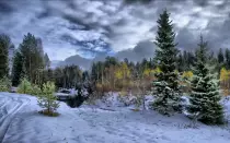 practicas/imagenes/Wallpapers 2013 HD/Bosque Nevado.jpg