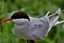 David Boddy Website/img/MarineBirds/DSC_1169.jpg