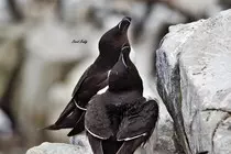 David Boddy Website/img/MarineBirds/DSC_1228.jpg