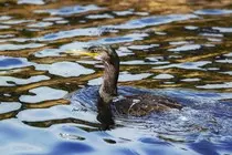 DavidBoddyWebsite/img/MarineBirds/DSC_1082.jpg