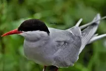 DavidBoddyWebsite/img/MarineBirds/DSC_1169.jpg
