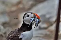 DavidBoddyWebsite/img/MarineBirds/DSC_1203.jpg