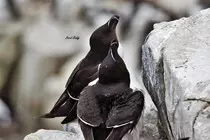 DavidBoddyWebsite/img/MarineBirds/DSC_1228.jpg