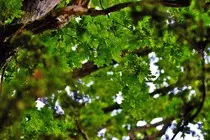 DavidBoddyWebsite/img/Scenes/DSC_0131.jpg
