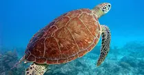 maui9.jpg