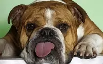 bulldog.jpg