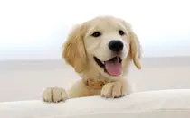 golden_retriever_puppy.jpg