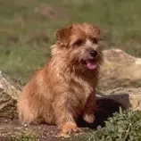 norfolk terrier.jpg