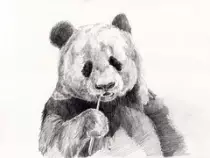 panda.jpg