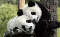 panda.jpg