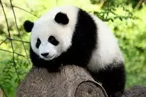 panda2.jpg