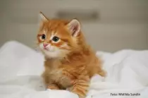 kattungar.jpg