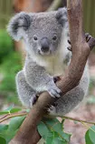 koala2.jpg