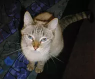 Artemis.jpg