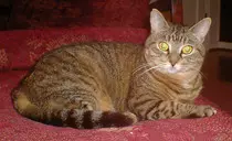 Luthien.jpg