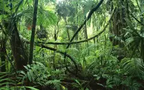 jungle.jpg