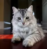 siberian_cat__sasha_no__1_by_mischi3vo.jpg