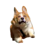 corgs.png