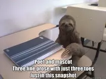 slothhaiku.jpg