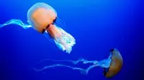 images/seaaquarium.jpg