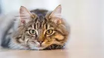 cat picture.jpg