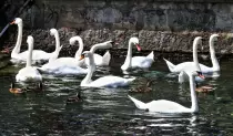 matias/café/cisnes.jpg