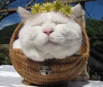 CatImages/cat128.png