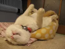 CatImages/cat129.png