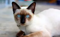 CatImages/cat13.png