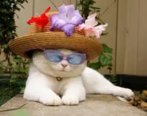 CatImages/cat130.png
